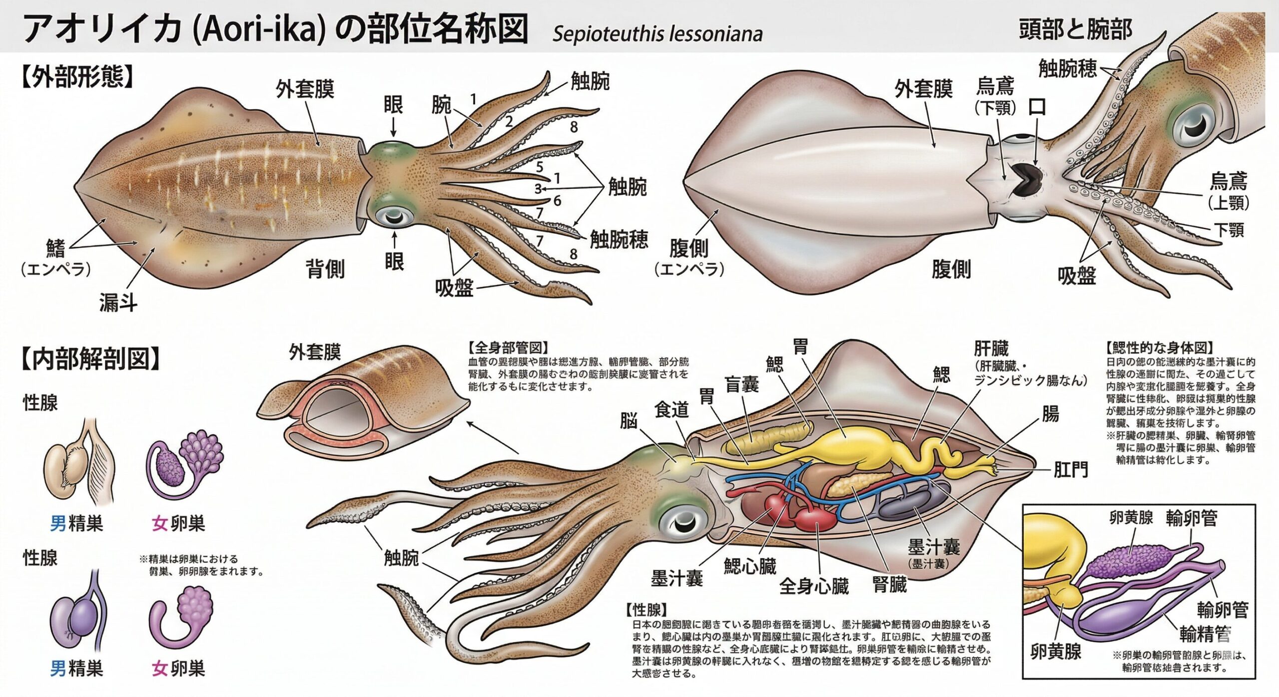 アオリイカ全部位のご紹介イラスト。釣太郎