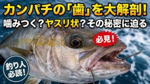 カンパチは獲物をがっちりホールドする「鑢（やすり）状歯」釣太郎