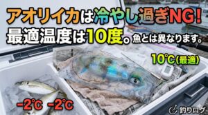 アオリイカは魚と違い、冷やし過ぎるとせっかくの食感や甘みが損なわれる。直接氷や水に当てず、10度前後の優しい冷気で包み込むように持ち帰るのが最大のコツ.釣太郎
