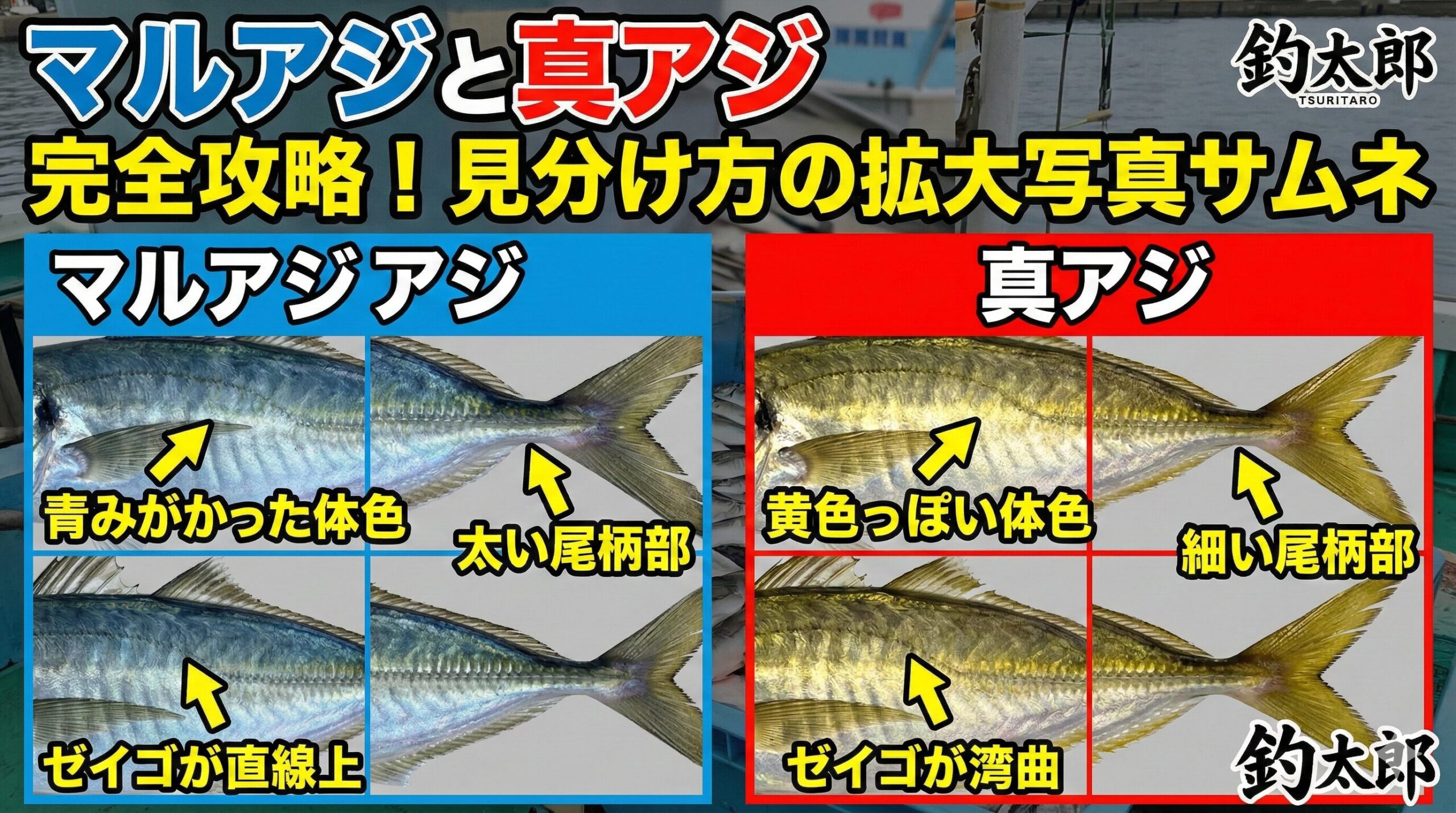 サビキ釣り初心者必見！マアジとマルアジの見分け方【写真で簡単解説】釣太郎