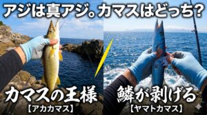 カマスは「アカカマス」と「ヤマトカマス」に大別される。釣太郎