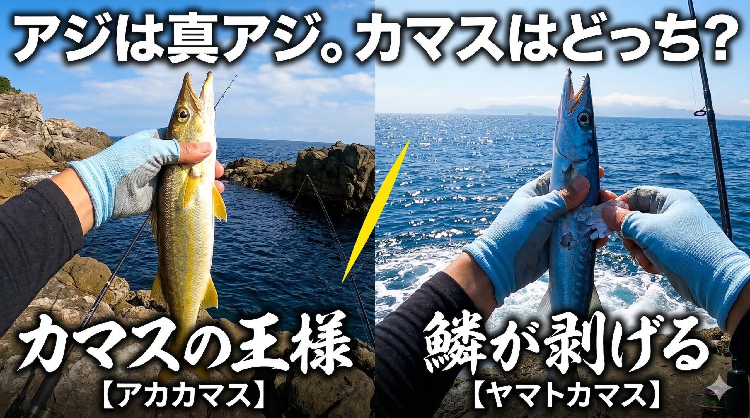 カマスは「アカカマス」と「ヤマトカマス」に大別される。釣太郎