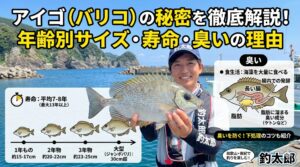 アイゴ（バリコ）１年物のアイゴは、体長が約15〜17センチ。2年物になると、約20〜22センチ。3年物ともなれば、約23〜25センチの中型サイズ。釣太郎