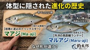 【マアジ】岩礁と波止のトリックスター：小回りと瞬発力の進化.【マルアジ】外洋の長距離ランナー：効率とスタミナの進化。釣太郎