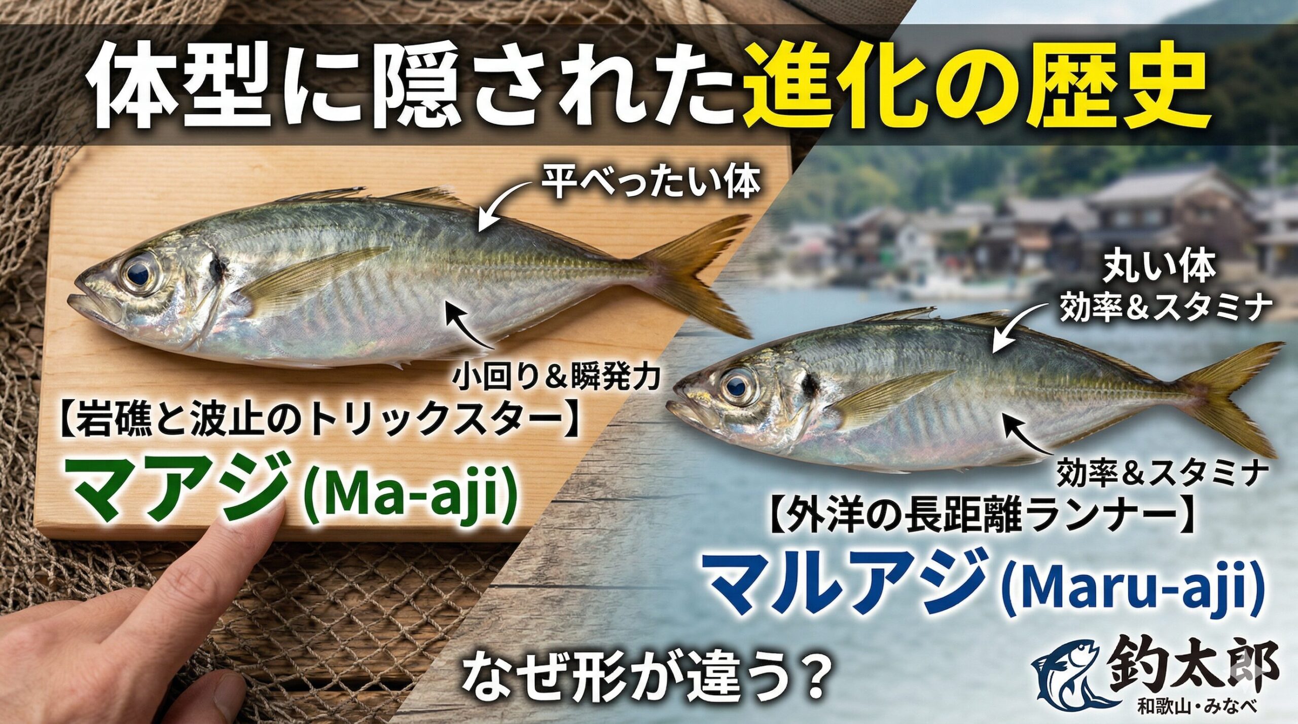 【マアジ】岩礁と波止のトリックスター：小回りと瞬発力の進化.【マルアジ】外洋の長距離ランナー：効率とスタミナの進化。釣太郎