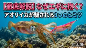 エギはアオリイカの五感を騙す究極のルアー。視覚で惹きつけ、動きで本能を刺激し、触感で完全に信用させるという見事な連鎖が起きています。釣太郎