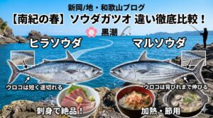 ソウダガツオ見分け方。マルソウダは背びれの方に向かって細長くウロコの層が伸びていますが、ヒラソウダは途中で急に途切れています。釣太郎