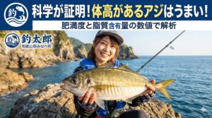 通常の回遊アジの脂肪分が約3%〜5%程度であるのに対し、体高のある居着きアジの脂質含有量は10%〜15%にまで跳ね上がる。釣太郎