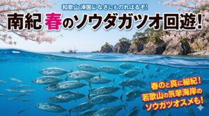 春のソウダガツオの回遊は、黒潮接岸。水温上昇。ベイト増加。この三位一体で、南紀の春は動き出す。釣太郎