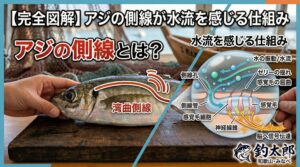 マアジの側線は、体の真ん中で急激に折れ曲がっる。この湾曲には、マアジ特有の生存戦略がある。広範囲のセンサー網、巨大な群れを操る、暗闇での捕食レーダー。釣太郎