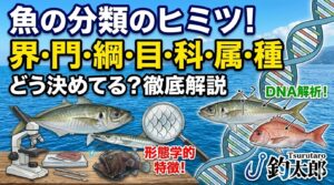 魚の分類は、大きなグループから小さなグループへと、界・門・綱・目・科・属・種へと分類されます。釣太郎