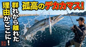 カマス、「群れ」は弱者の戦略、「単独」は強者の証。釣太郎
