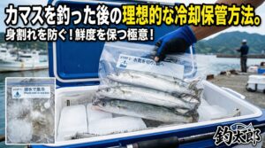 カマスの鮮度を保つ秘訣は、釣った直後の「潮氷による急冷」と「水気から遠ざけた保管」です。 素早く冷やして身を引き締め、その後は冷気を当てながらも濡らさないように持ち帰ります。釣太郎