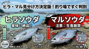 ソウダガツオ、丸みがあれまマルソウダ、平たければヒラソウダ。釣太郎