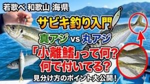 丸アジが全速力で泳ぐ際、尾びれの付け根あたりには水の渦が発生し、これが抵抗になる為、小離鰭は、この水の乱れを整える「整流板」のような役割。釣太郎