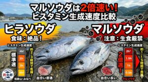ソウダガツオ。マルソウダのヒスタミン生成速度はヒラソウダの約2倍と非常に危険です。釣太郎
