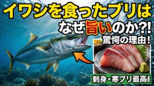 イワシの群れを追い回すブリは、回遊によって身が程よく締まっています。ただ太っているだけでなく、しっかりとした歯ごたえと脂の乗りが両立する。釣太郎