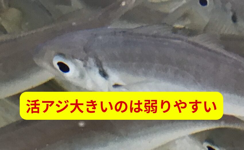 アオリイカのヤエン釣り、大きいアジは不可が大きく酸欠にならしいため、弱りが早い。釣太郎