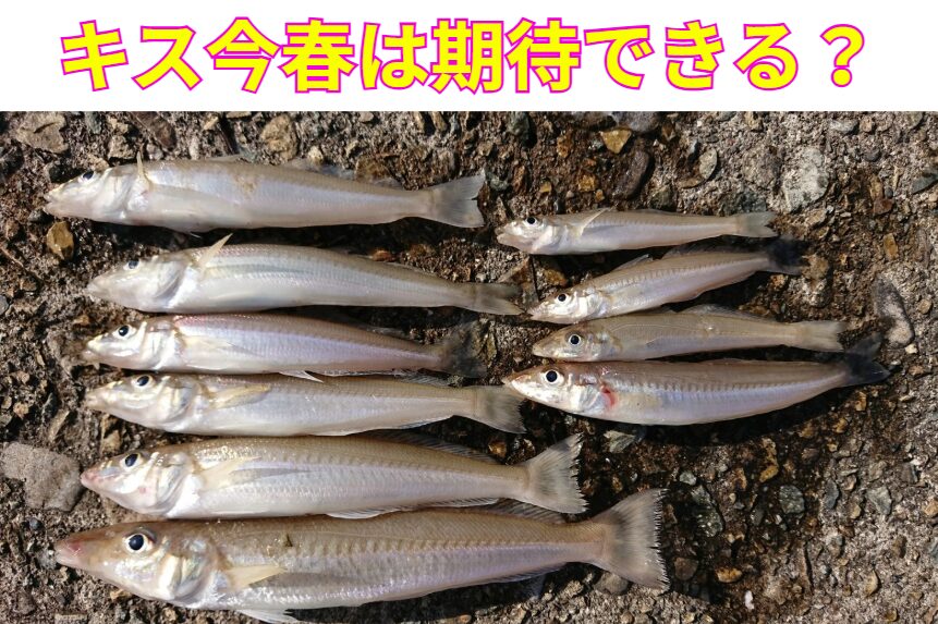 黒潮接岸＝キス釣りのチャンス到来。黒潮の接岸により、南紀沿岸の水温・潮色が改善。キスの活性上昇・接岸が進行中。釣太郎