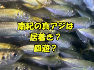 南紀は、黒潮の影響が強いこと、外洋水が沿岸へ差し込みやすいこと、港・湾・磯が近接していることから、他地域よりも群れの入れ替わりや見え方の変化が速い。釣太郎