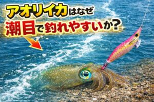 アオリイカが潮目で釣れやすいのは、潮目にベイトが集まりやすい。流れのヨレで待ち伏せしやすい。アオリイカ自体が浅場で魚や甲殻類を追う視覚型の捕食者だから。釣太郎