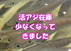 アオリイカ釣りエサ活アジの在庫は少なくなっています。今後は必然的に価格高騰し、サイズもバラバラになります。寄せ集めするためです。釣太郎