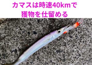 カマスが時速40kmで獲物を仕留める「超高速ハンター」釣太郎