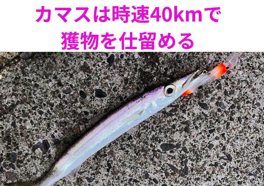 カマスが時速40kmで獲物を仕留める「超高速ハンター」釣太郎