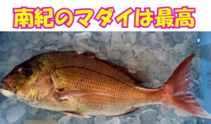 南紀のマダイは「ただ大きい」ではなく、「味・食感・見た目の完成度」が抜群。だからこそ「最高」釣太郎