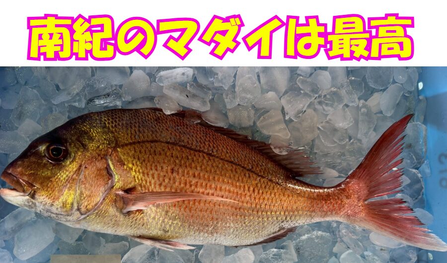 南紀のマダイは「ただ大きい」ではなく、「味・食感・見た目の完成度」が抜群。だからこそ「最高」釣太郎