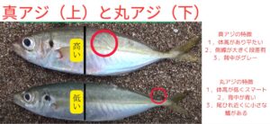 サビキ釣り入門。真アジ（アジ科マアジ属）と青アジ（アジ科ムロアジ属）は、実は分類上も別の魚。釣太郎