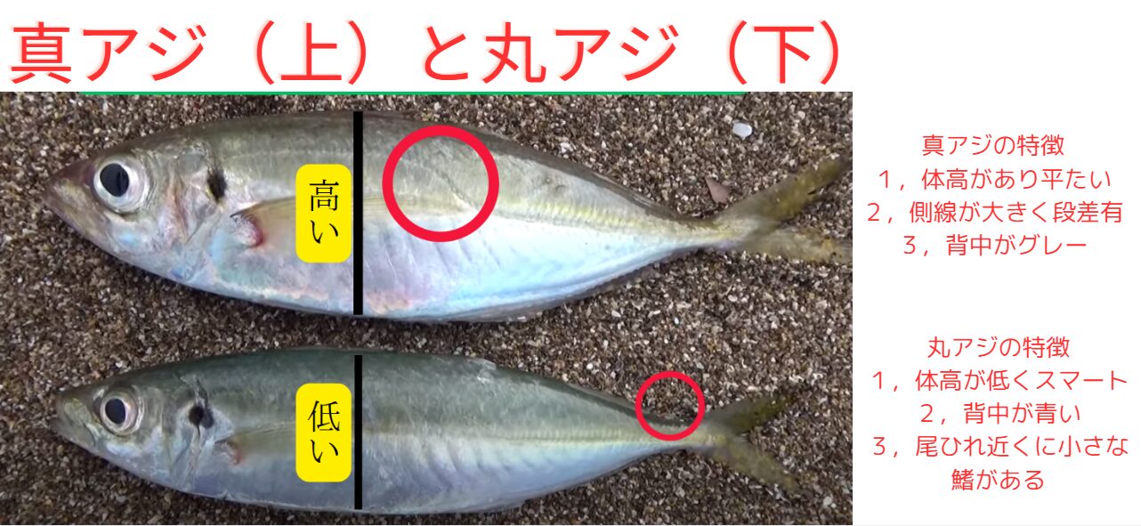 サビキ釣り入門。真アジ（アジ科マアジ属）と青アジ（アジ科ムロアジ属）は、実は分類上も別の魚。釣太郎