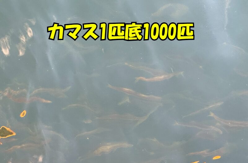 カマス1匹いれば底に1000匹いる、と釣人に言われるが実際は数銭匹あることも多い。釣太郎