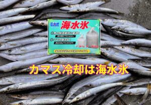 釣ったカマスを美味しく食べるなら、氷は海水氷で冷却がベスト選択。釣太郎