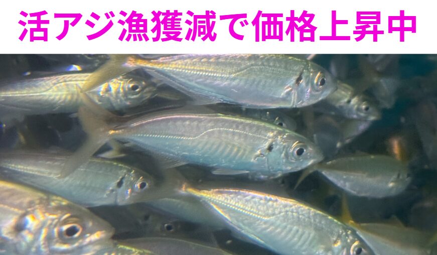 アジ業者より漁獲量少なく値上げ要請があり、近々値上げせざるを得ない状況です。釣太郎