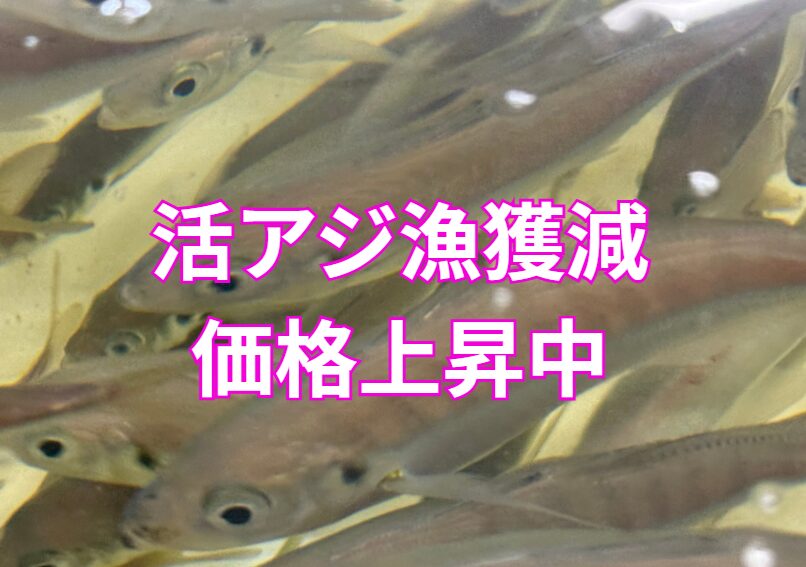 アジ漁獲量の過去10年推移を見ると、減少傾向が明確。これがアオリイカ用活けアジ価格上昇の最大要因。釣太郎