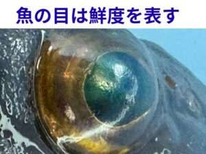 魚の目の輝きは、✔ 角膜と水晶体のタンパク質状態✔ 分解・乾燥・変性の進行サイン✔ 鮮度を見抜く最前線。釣太郎