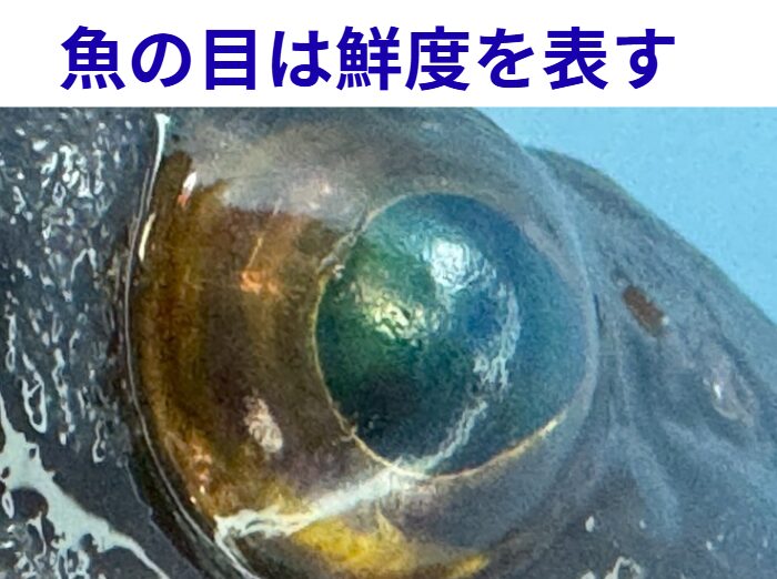 魚の目の輝きは、✔ 角膜と水晶体のタンパク質状態✔ 分解・乾燥・変性の進行サイン✔ 鮮度を見抜く最前線。釣太郎