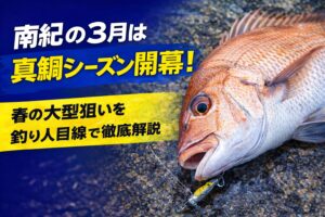 水温が上昇し始めると、深場にいた真鯛が動き出します。そのため大型真鯛乗っ込み前の荒食い という好条件が重なります。釣太郎