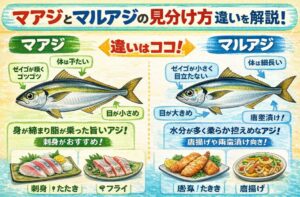 マルアジは唐揚げや南蛮漬け、干物に最適。真アジは刺身。サビキ釣り入門。釣太郎