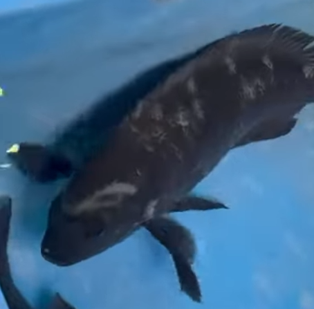 釣り上げたグレやクエが、体にまだら模様や縞模様を浮かび上がらせるのは、ストレスや警戒心、闘争心といった「感情の表れ」釣太郎