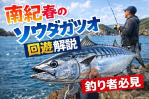 黒潮大蛇行終息後、南紀の回遊魚は、水温安定、 ベイト回復、接岸頻度増加。この三点で変化する可能性が高い。釣太郎