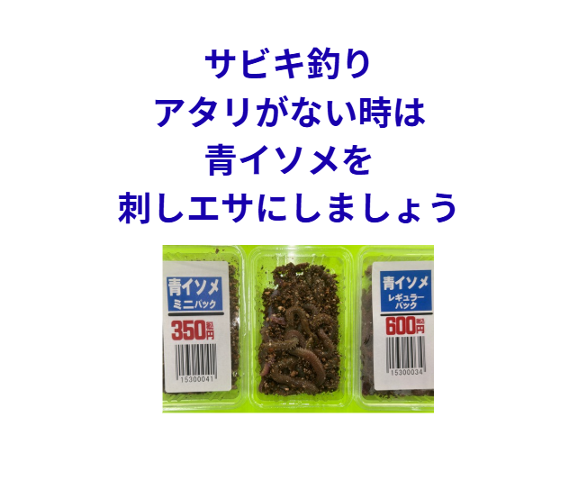 サビキ釣りはアタリがない時は、青イソメを針に刺せば劇的に釣れ始めることが多い。釣太郎