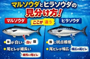 マルソウダとヒラソウダの容姿の違い、見分け方。ソウダガツオ入門。釣太郎