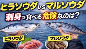 ソウダガツオ、ヒラソウダは刺身向き。マルソウダも美味いが、扱いを間違えると危険。違いは 身質。ヒスタミン生成速度。文化的扱い。釣太郎