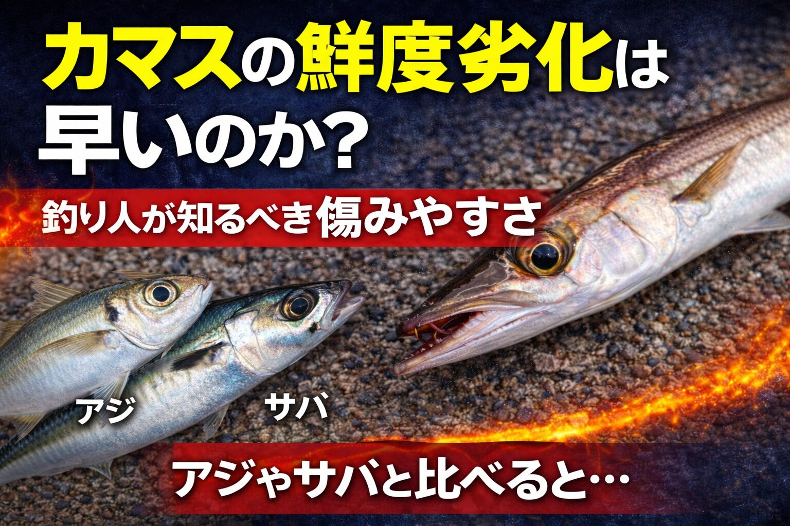 カマスの鮮度劣化はサバほど早くない。しかし白身魚の中ではやや早い。釣太郎