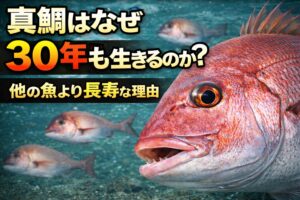 真鯛は30年近く生きる長寿魚.成長が遅い、天敵が少ない、環境適応能力が高い、雑食性、学習能力が高い。釣太郎