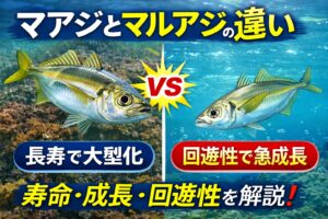 マアジは、群れによっては湾内や沿岸にとどまりやすく、年数をかけて太った大型が出やすい。 一方でマルアジは、沖寄りも含めて広く動く回遊性が強く、若いうちから長さが出やすい。釣太郎