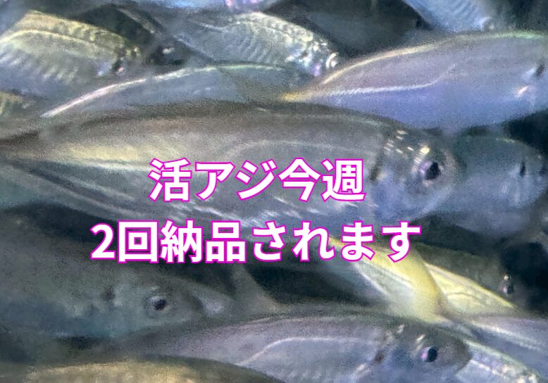 今週末の3連休お天気良さそうなので、アオリイカ用活アジ、明日ともう1便、今週2便予定組んでいます。釣太郎