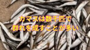 カマス千匹と言われるが、実際は数千匹の群れが多い。釣太郎